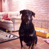 Rottweiler Balou, RIP kanjer X