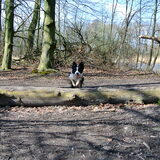 Foto van Tess