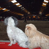 Foto van liesbeth,Turbo,Luna, Levi en Faith