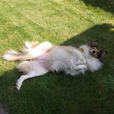 Miera houd van rollebolle in het gras, dat doet ze al haar hele leven!