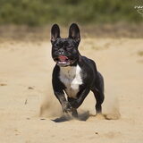 Foto van Maxine, Mira en Tuur