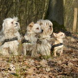 Boswandeling maken met Dempsey, Romi, Taiko en Roula