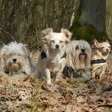 Boswandeling maken met Dempsey, Romi, Taiko en Roula