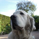 Foto van Ramona, Benji