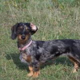 Quirine korte vacht
