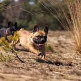 Foto van Maxine, Mira en Tuur