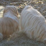 Daxie en Goya op een vroege morgen in de tuin