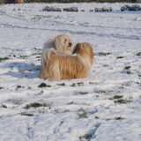 gaan we spelen in de sneeuw ?