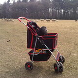 de laatste vakantie van Friso, op de Veluwe, maart 2013, kwamen we…