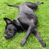 Dit was toen we op vakantie waren en Jack lekker in het gras aan het…