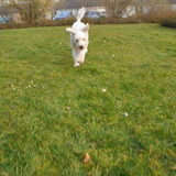 Ruby op 10-04-2013 Kom voor