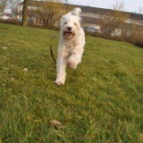 Ruby op 10-04-2013 Kom voor