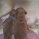 1 week oud