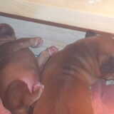 Bo en Bikkel 1 week oud