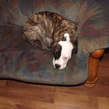 kijk me hier dan lekker liggen op de bank