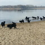 Chodsky Pes Wandeling 2013