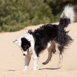 Kattenhond?
