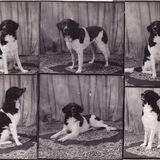 Bij de dierenfotograaf
