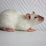 Rufus, rat man