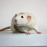 T-Jay, rat man