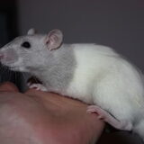 Sylvie, rat vrouw