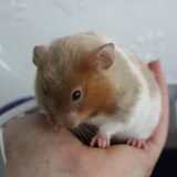 Chupa, driekleur satijn syrische hamster vrouw
