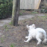 13-04-2013 Lekker buiten in de tuin ravotten met de vader van het…