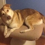 Foto van Dobby
