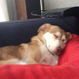 Foto van Dobby