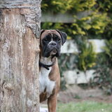Foto van Ziva †, Bullie †, en Bandhu