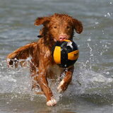 Yori in de zee www.infoleo.nl