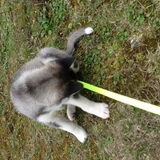 Skaraa 6,5 week