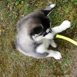 Skaraa 6,5 week