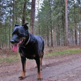 Foto van Dobry