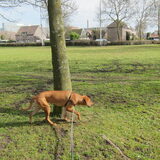 Foto van Anne-Wil (baasje van Juno)