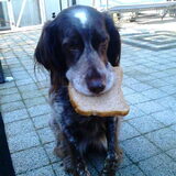 hier stal ze het brood voor onze kippen ^^