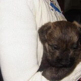 4 weekjes jong