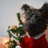 kerst 2012