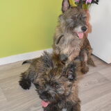 Caintie en Rexy