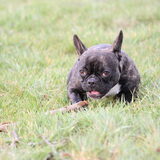 Foto van Ziva †, Bullie †, en Bandhu