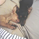 Foto van Chico en Louisa