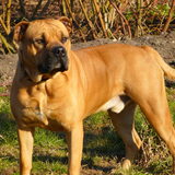 Dogpark April 04 2013