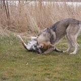 Foto van Leffe Saarlooswolfhond