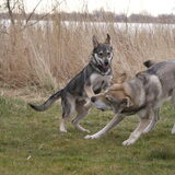 Foto van Leffe Saarlooswolfhond