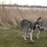 Foto van Leffe Saarlooswolfhond