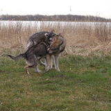 Foto van Leffe Saarlooswolfhond