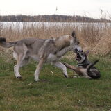 Foto van Leffe Saarlooswolfhond