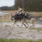 Foto van Leffe Saarlooswolfhond