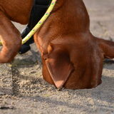 Foto van Pumba