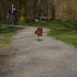 Foto van Pumba